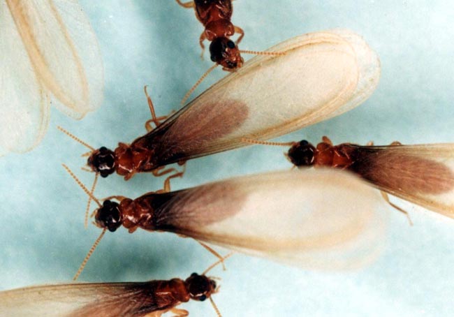 イエ白蟻羽アリの写真